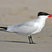 Caspian Tern